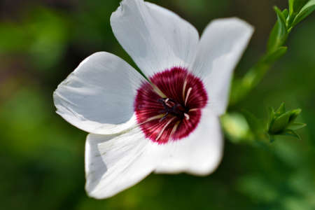 Flowers of red and white field flax close upの写真素材