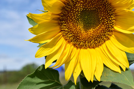 Yellow Helianthus annuus close-up in the garden in summerの写真素材
