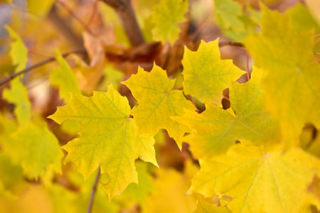 Red and yellow autumn maple foliage as a background