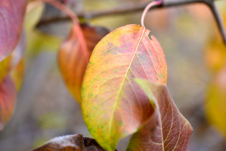 Red and yellow autumn foliage of an apple tree in the garden