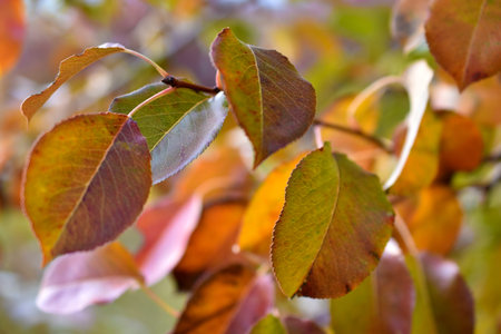 Red and yellow autumn foliage of an apple tree in the garden