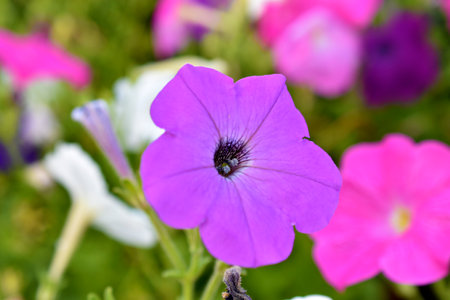 Multicolored petunia flowers close-up in summerの写真素材