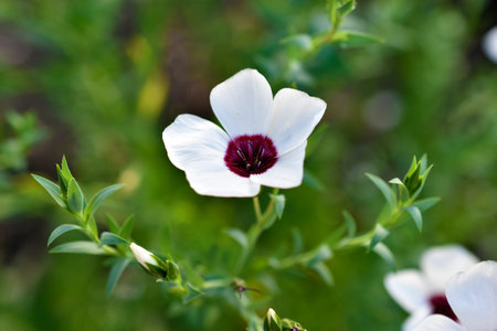 Red and white flowers of field flax in summer