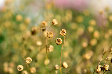 Dried grass flowers with baskets in the gardenの写真素材
