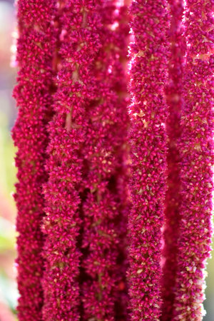 Yellow and red flowers of amaranthus amaranthus in the garden in summer