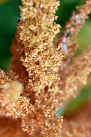 Yellow and red flowers of amaranthus amaranthus in the garden in summer