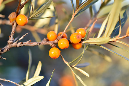 Yellow juicy fruits of sea buckthorn in the garden