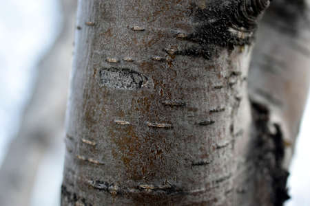 Bark and trunk of red mountain ashの写真素材