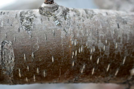 Bark and trunk of red mountain ashの写真素材