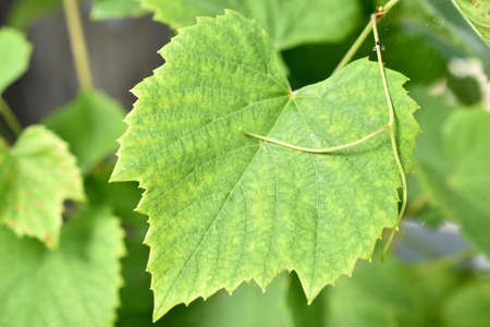 Juicy green leaves of grapes in the summer in the gardenの写真素材