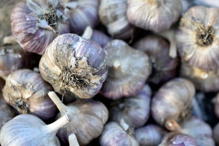 Fresh and juicy bulbs of Amaryllidaceae garlic in a heapの写真素材