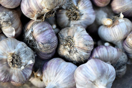 Fresh and juicy bulbs of Amaryllidaceae garlic in a heapの写真素材