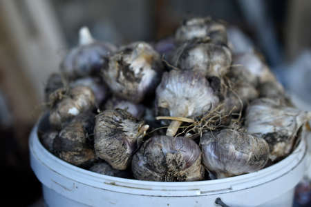 Fresh and juicy bulbs of Amaryllidaceae garlic in a heapの写真素材