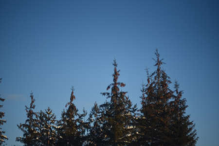 Pine branches and trees in the snow in winterの写真素材