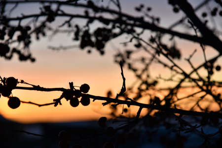 Winter berries on trees against the background of sunsetの写真素材