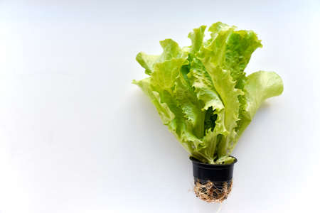 A bunch of lettuce in a pot on a white backgroundの写真素材