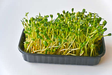 Sprouted green sunflower seeds in a salad trayの写真素材