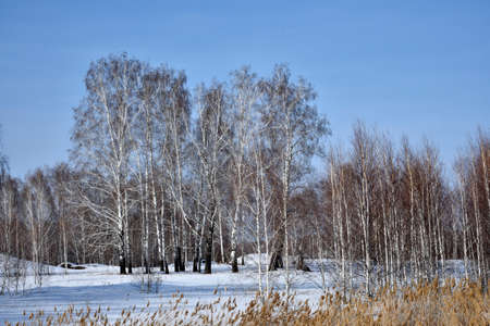 Winter forest with reeds and skyの写真素材