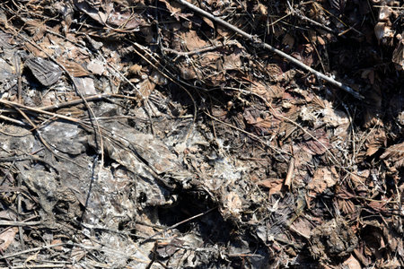 Dry and rotten grass in the spring at the landfill