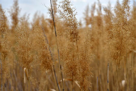 Dry golden reeds on the river bankの写真素材