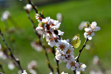 Garden white and green butterfly on cherry branches