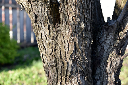 Apple tree trunk and bark in the garden in spring