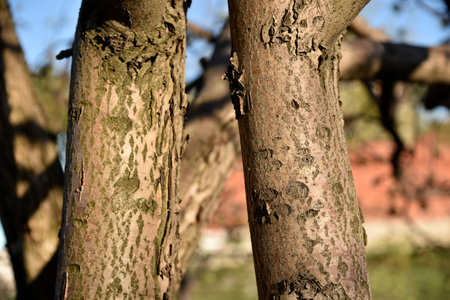 Apple tree trunk and bark in the garden in spring