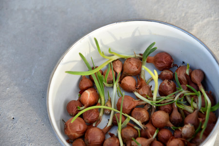 Onion for seeds in spring sowing in a bucketの写真素材