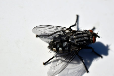 Beautiful meat fly macro close-up photo on a white background