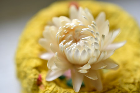 Dried flowers of yellow and red asters. Herbarium on the table.の写真素材