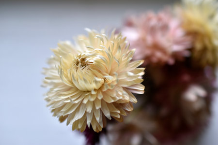 Dried flowers of yellow and red asters. Herbarium on the table.の写真素材