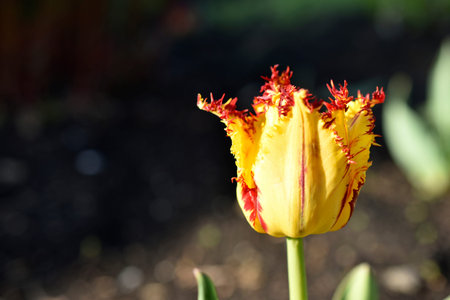 Yellow and red tulip in the garden in spring afternoon