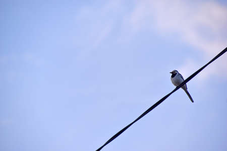 A bird on a wire against a blue sky backgroundの写真素材