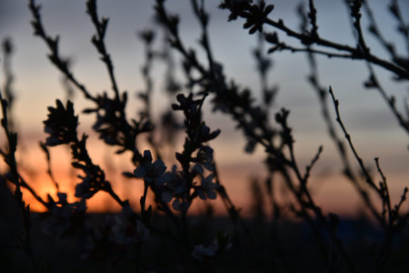 Black branches and leaves of mountain ash on the background of the sunset sky