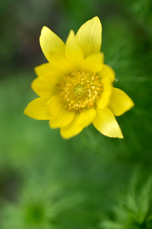 Spring adonis or mountain flower adonis vernalis is a perennial herbaceous plant