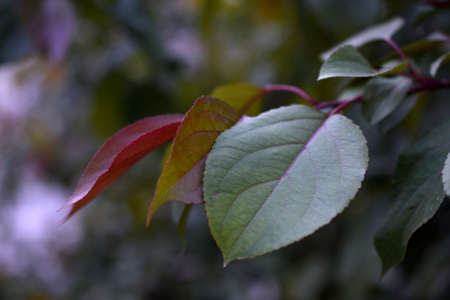 Red-green apple leaves in the eveningの写真素材