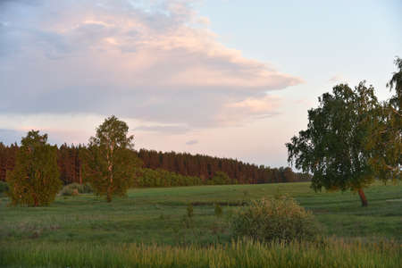 Green field and forest in the evening with cloudsの写真素材