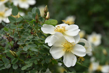 Large yellow rosehip flowers on a bush in summerの写真素材