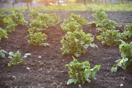 Potato bushes on the field in the spring in the sun