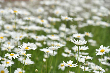 Chamomile field with flowers close-up in summerの写真素材