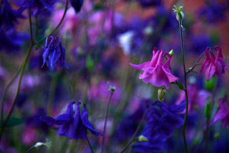 Yellow and blue flowers of the Ranunculaceae catchment in the evening in the light of the sunの写真素材