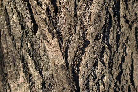 Tree bark close-up in the light of the sun. Tree bark close up in vintage style on light background.