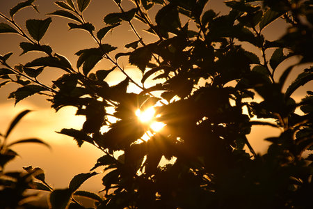 The leaves of garden trees in the rays of the evening sun and the blue sky. sky background.