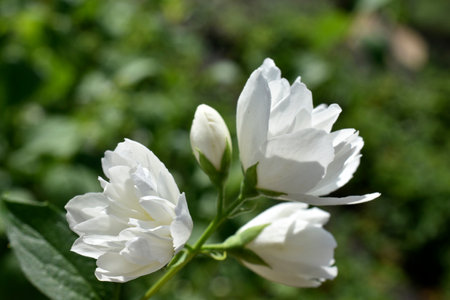 White flowers of the JasmÃ­num Olive shrub on a green background. flower pattern. design element. summer nature.の写真素材