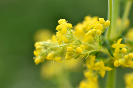 Yellow flowers close-up bedstraw yellow galium verum/ Bright environment. flower pattern.
