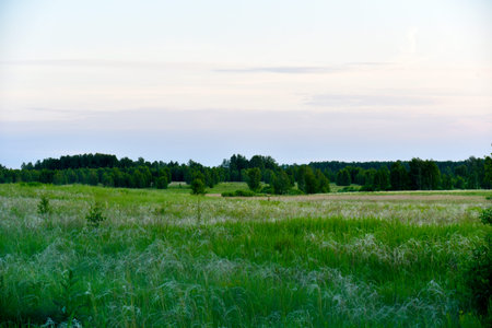 Summer forest landscape in the evening with grass and sky. Wild forest travel. Summer nature forest...