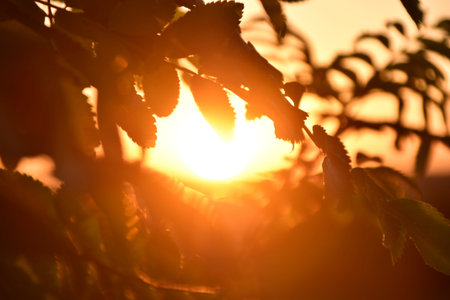 A yellow-pink sunset evening against the background of a forest with a circle of the sun and tree branches.の写真素材