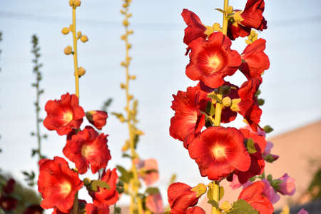 Red and purple mallow flowers on stems in the garden. A garden of hollyhocks in summer. abstract backgroundの写真素材
