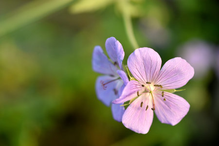 Purple flowers of meadow Geranium close-up. Geranium pratense. colorful nature landscape.