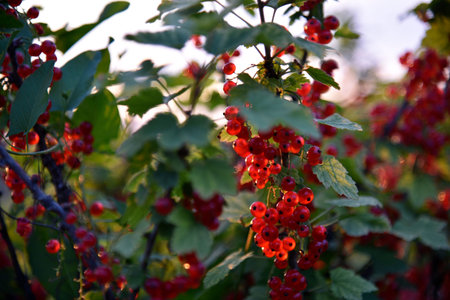 Red currant berries on a bush in the evening in the garden. Growing food. healthy eating.